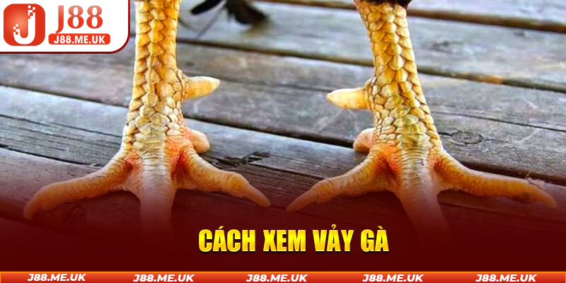 Cách Xem Vảy Gà Cực Chuẩn Từ J88 Giúp Sư Kê Tự Tin Thắng Lớn