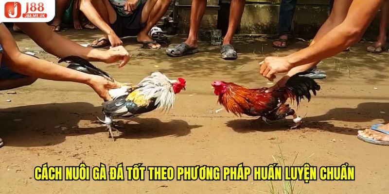 Cách nuôi gà đá tốt theo phương pháp huấn luyện chuẩn