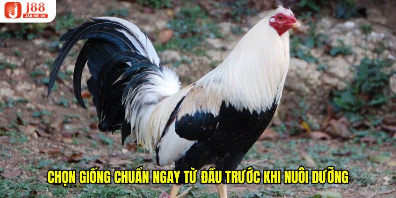 Chọn giống chuẩn ngay từ đầu trước khi nuôi dưỡng