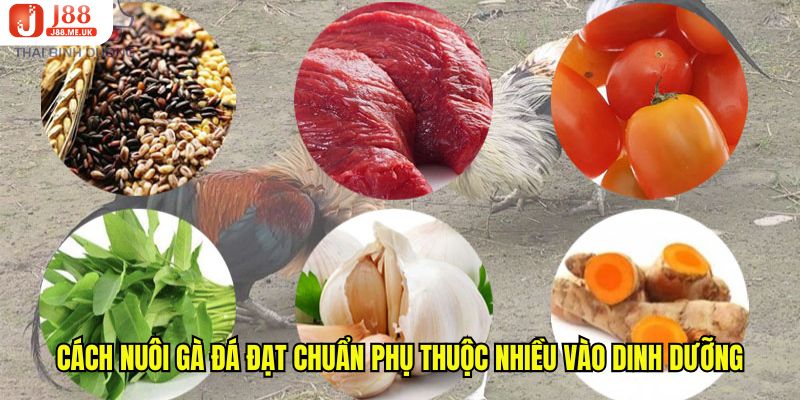 Cách nuôi gà đá đạt chuẩn phụ thuộc nhiều vào dinh dưỡng