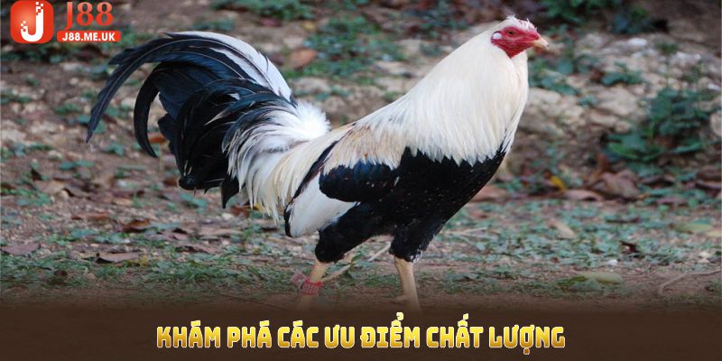 Khám phá các ưu điểm chất lượng của sảnh đá gà J88