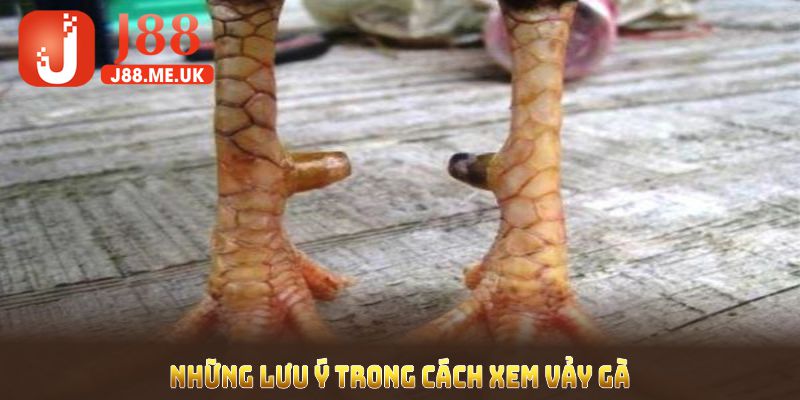 Những lưu ý trong cách xem vảy gà dành cho mọi sư kê