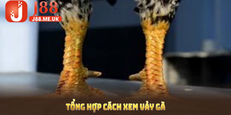 Tổng hợp cách xem vảy gà giúp bạn chọn giống chiến kê mạnh