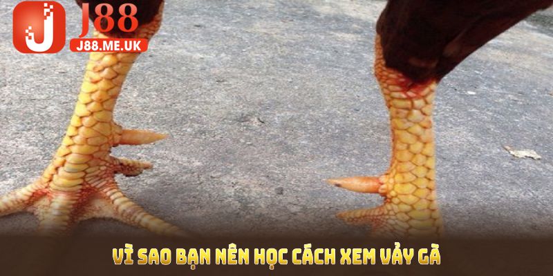 Vì sao bạn nên học cách xem vảy gà để nhận diện chiến kê